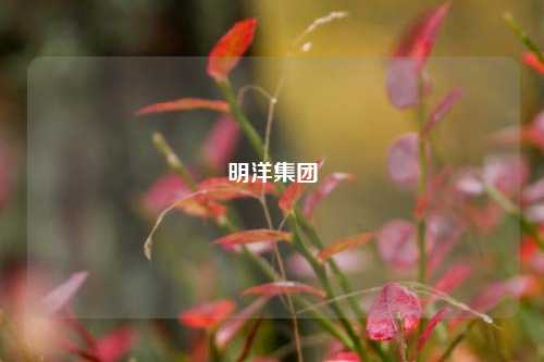 明洋集团