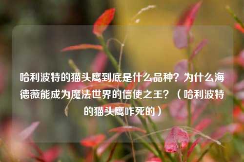哈利波特的猫头鹰到底是什么品种？为什么海德薇能成为魔法世界的信使之王？（哈利波特的猫头鹰咋死的）